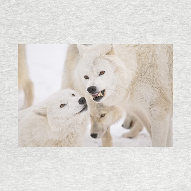 Arctic Wolves by jaydee1400